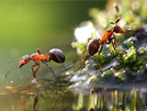 Ants are incredibly smart and powerful!